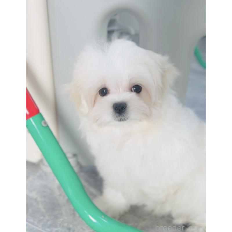 成約済の福岡県のマルチーズ-427537の2枚目