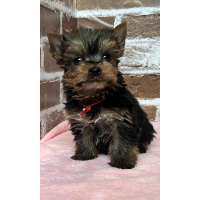 販売中の鹿児島県のヨークシャーテリア-436583