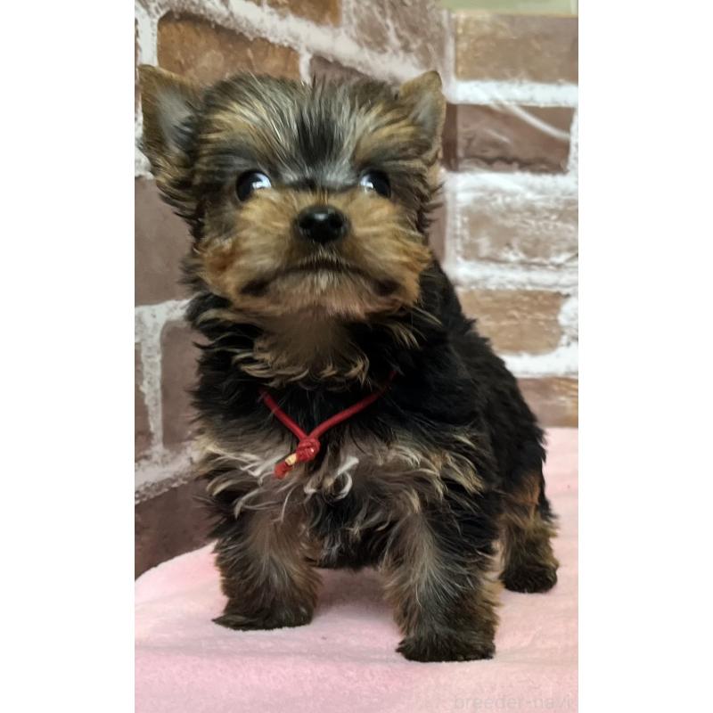 成約済の鹿児島県のヨークシャーテリア-436583の9枚目