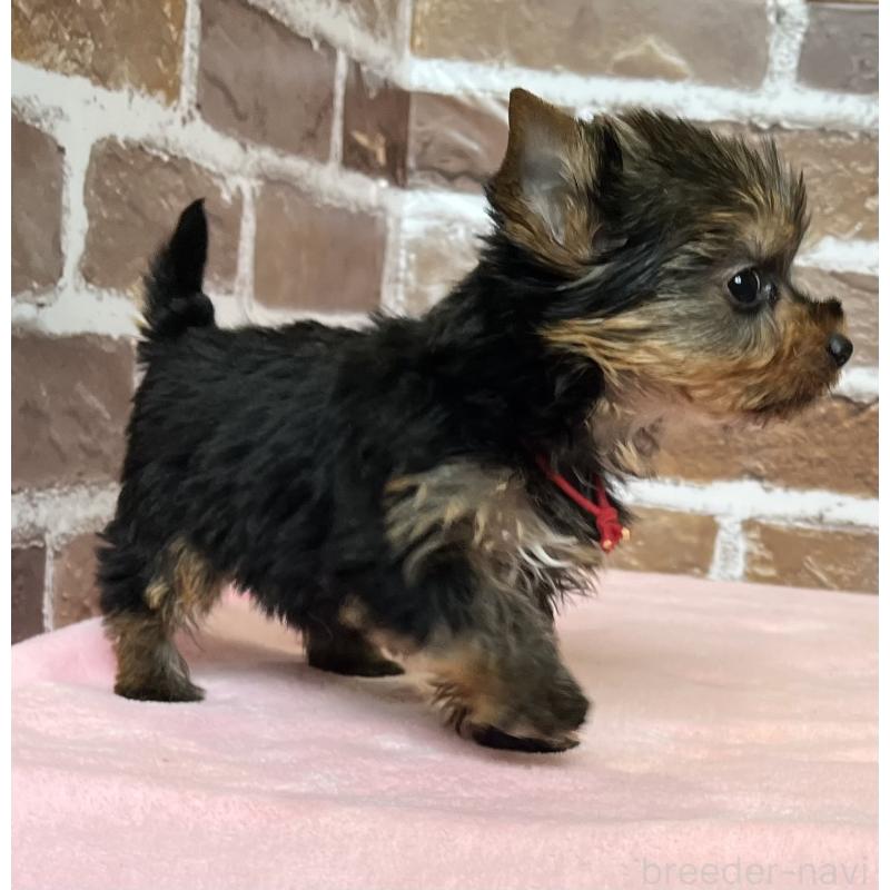 成約済の鹿児島県のヨークシャーテリア-436583の8枚目