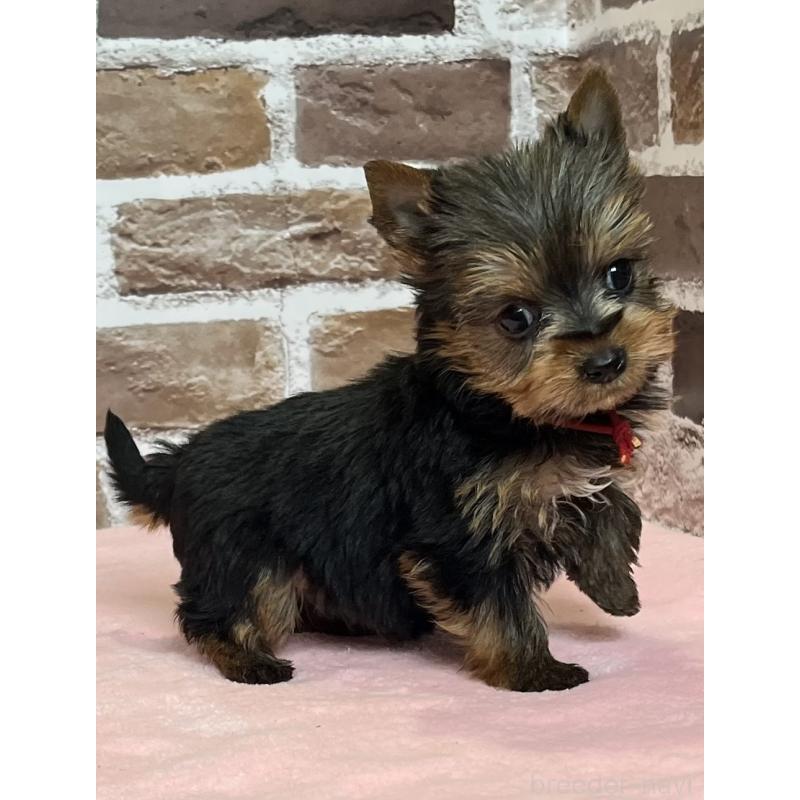 成約済の鹿児島県のヨークシャーテリア-436583の7枚目