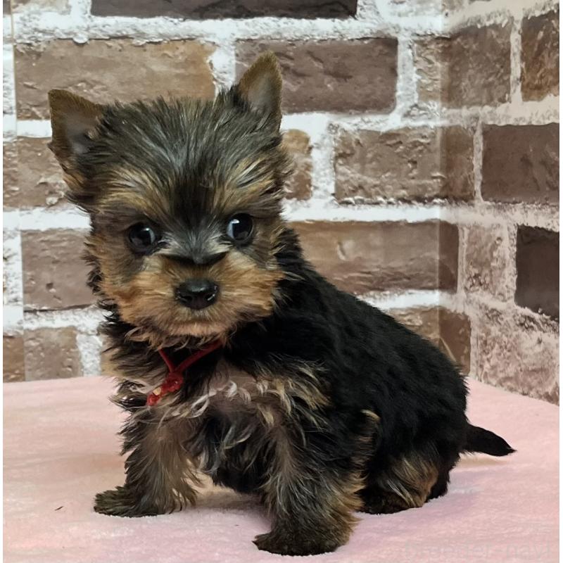 成約済の鹿児島県のヨークシャーテリア-436583の6枚目