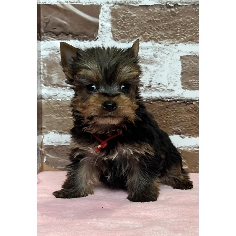 成約済の鹿児島県のヨークシャーテリア-436583の5枚目