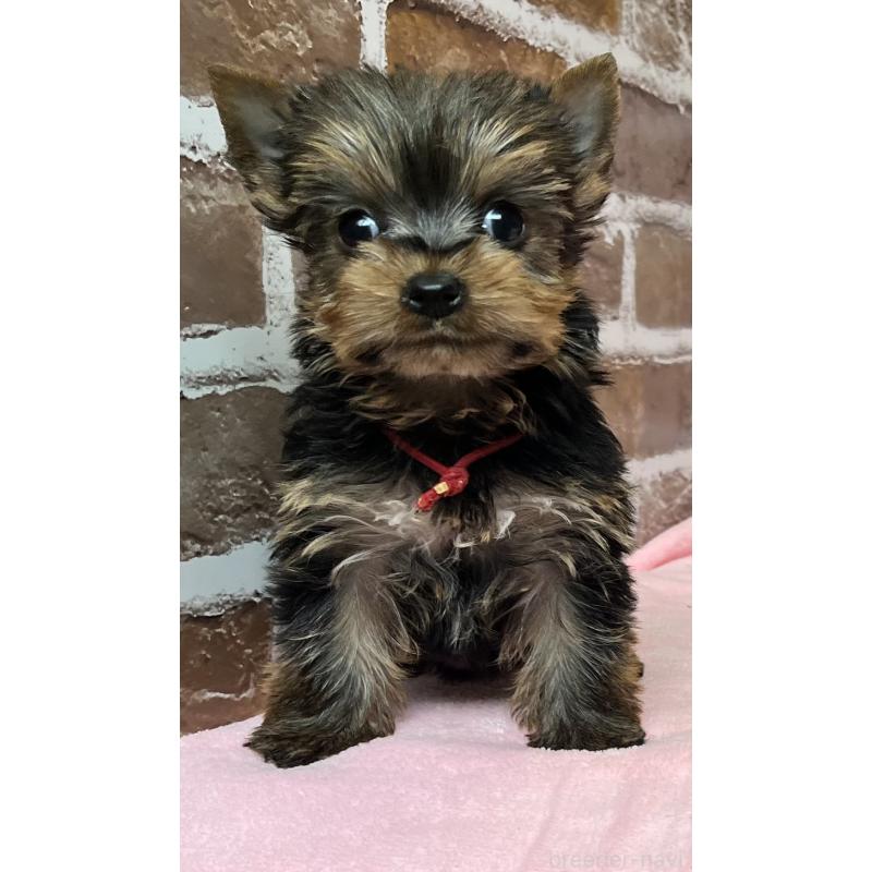 成約済の鹿児島県のヨークシャーテリア-436583の4枚目