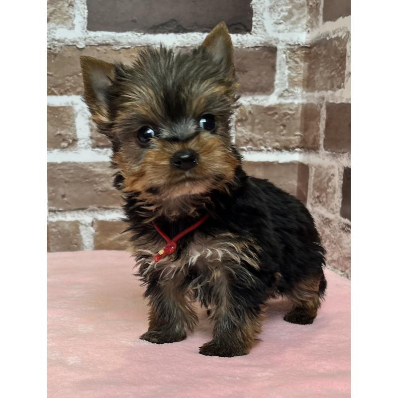 成約済の鹿児島県のヨークシャーテリア-436583の3枚目