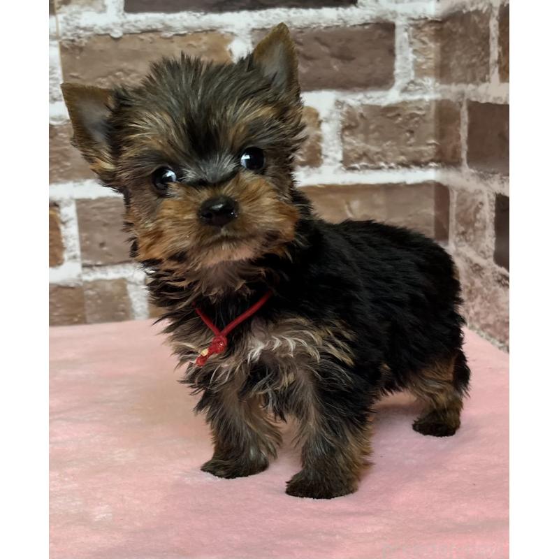 成約済の鹿児島県のヨークシャーテリア-436583の2枚目