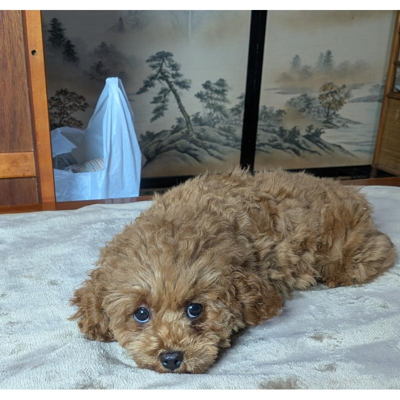 販売中の秋田県のマルプー:マルチーズ×トイプードル-413650の5枚目