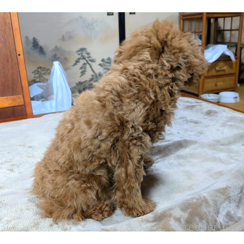 販売中の秋田県のマルプー:マルチーズ×トイプードル-413650の4枚目