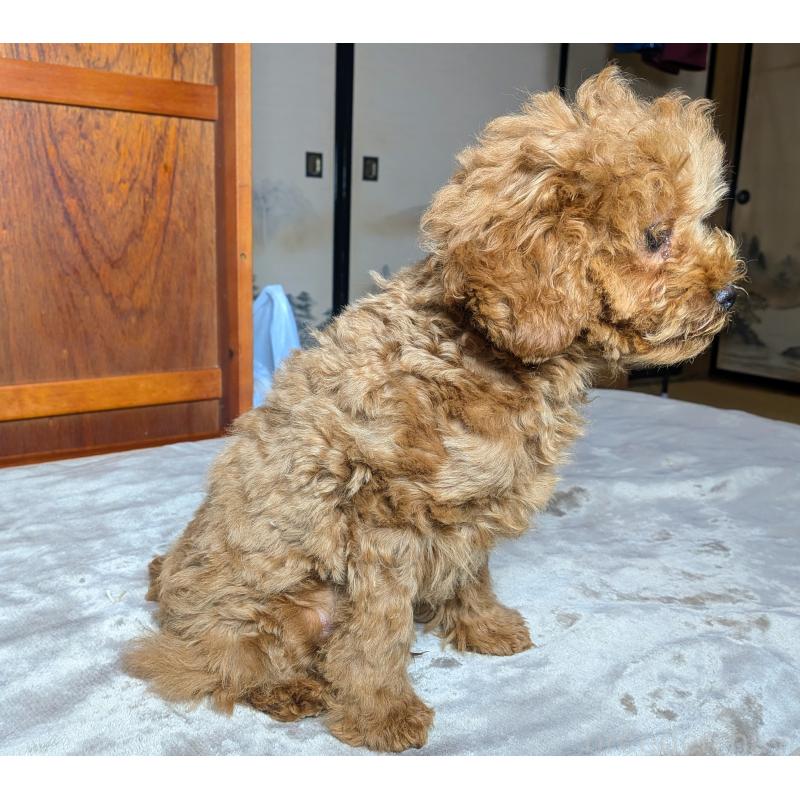 販売中の秋田県のマルプー:マルチーズ×トイプードル-413650の3枚目