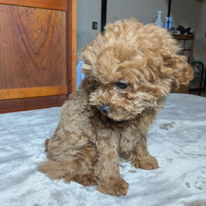 販売中の秋田県のマルプー:マルチーズ×トイプードル-413650の2枚目