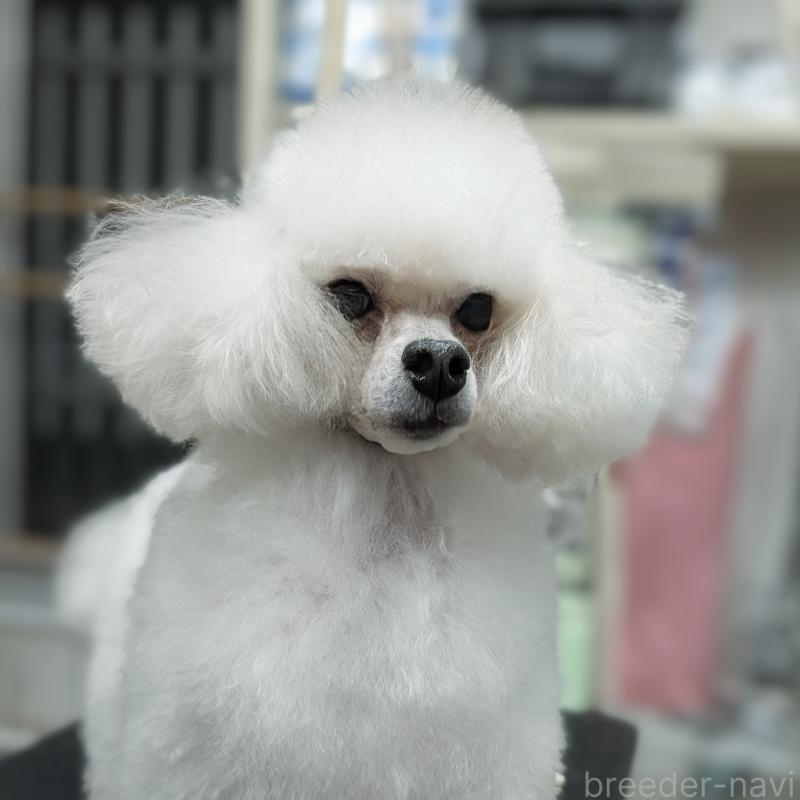 販売中の東京都のトイプードル-438631の1枚目
