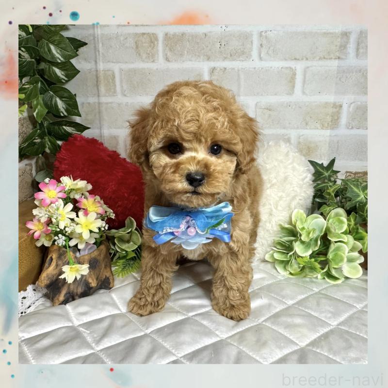 販売中の愛知県のトイプードル-429804