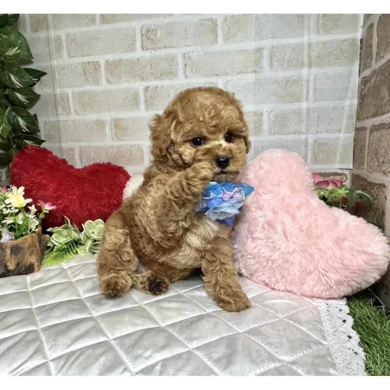 販売中の愛知県のトイプードル-429804の9枚目