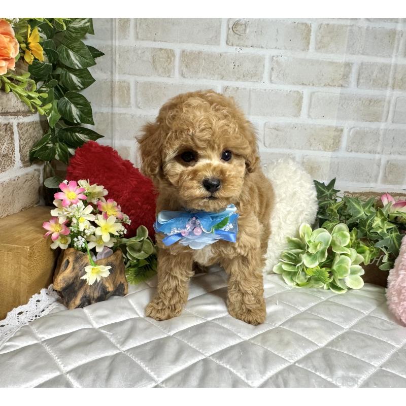 販売中の愛知県のトイプードル-429804の8枚目
