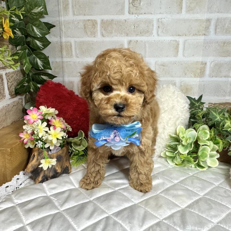 販売中の愛知県のトイプードル-429804の7枚目