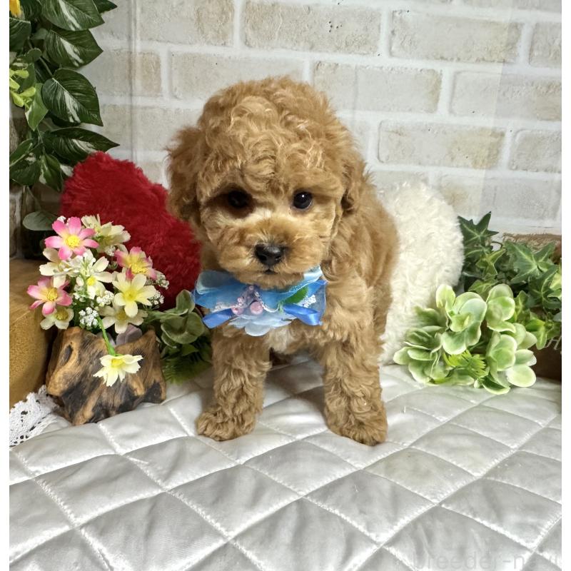 販売中の愛知県のトイプードル-429804の6枚目