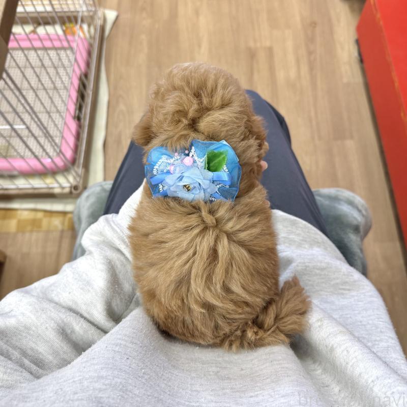 販売中の愛知県のトイプードル-429804の5枚目