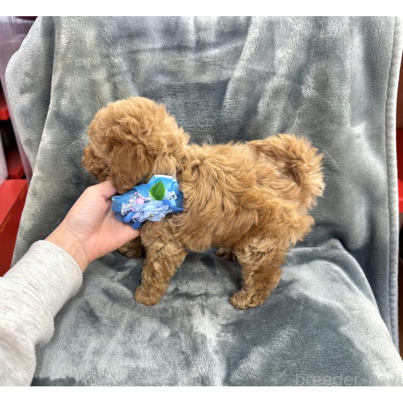 販売中の愛知県のトイプードル-429804の4枚目