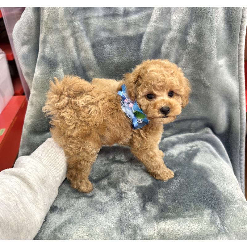 販売中の愛知県のトイプードル-429804の3枚目