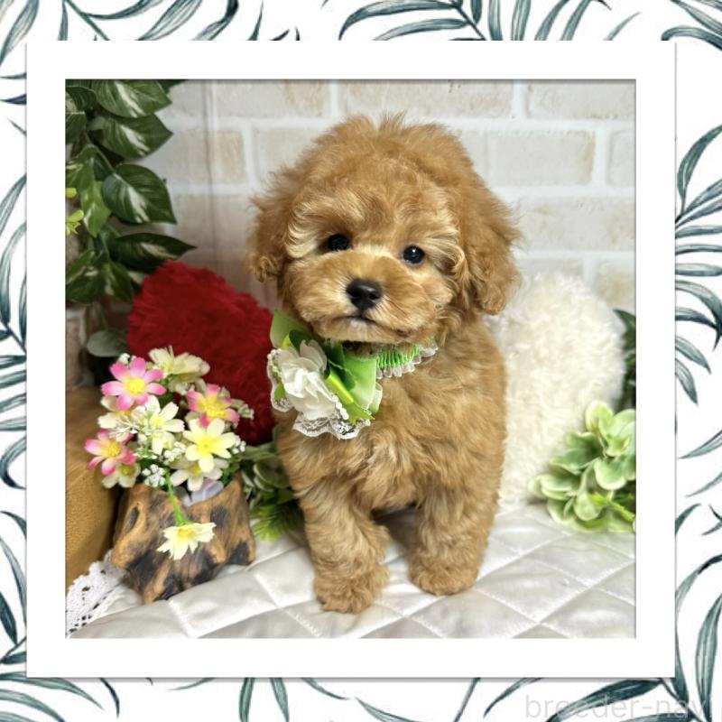販売中の愛知県のトイプードル-429742の1枚目