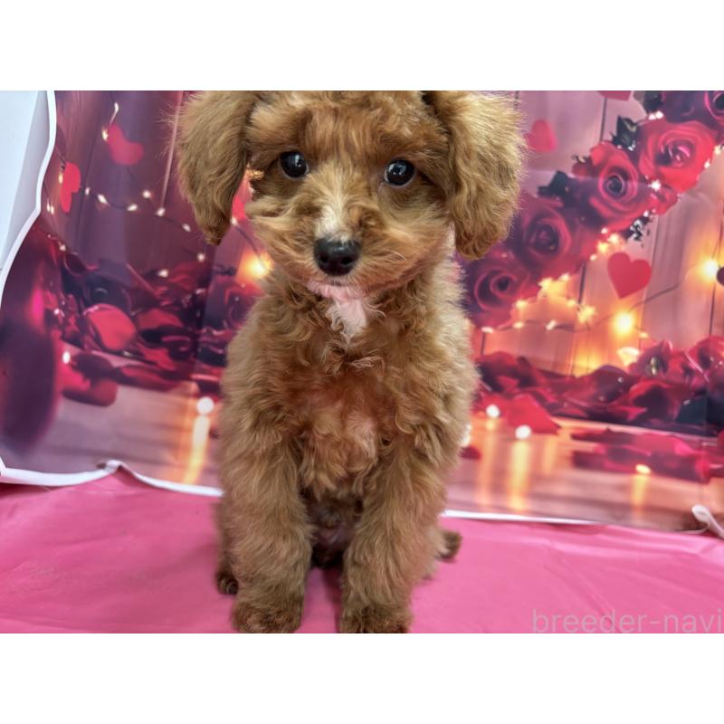 販売中の栃木県のタイニープードル-424872