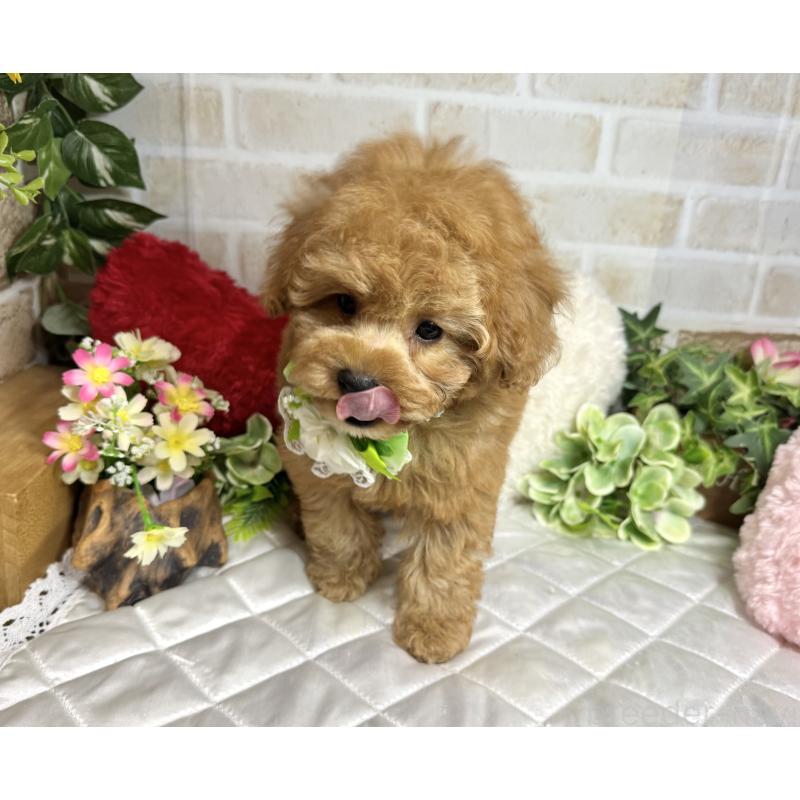 販売中の愛知県のトイプードル-429742の10枚目