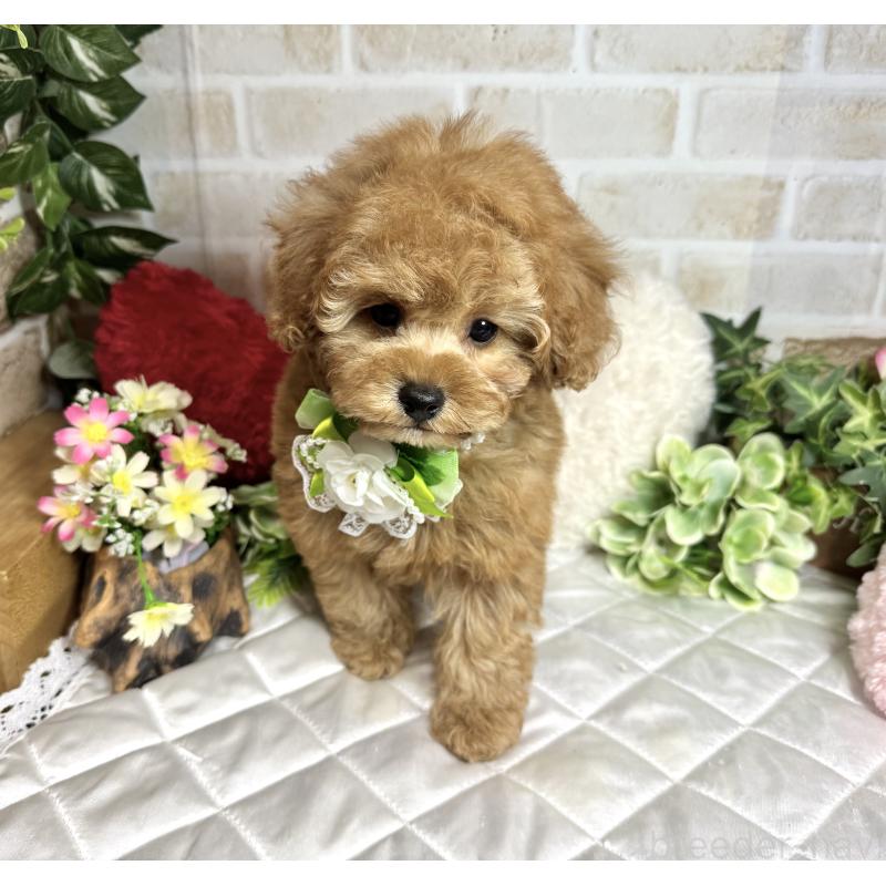 販売中の愛知県のトイプードル-429742の9枚目