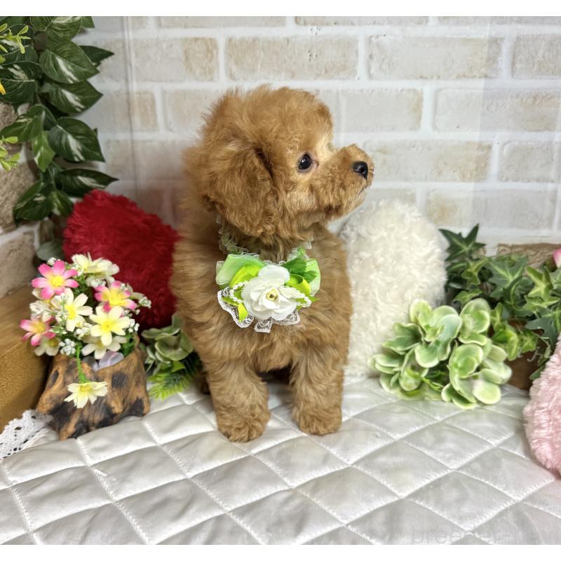 販売中の愛知県のトイプードル-429742の8枚目