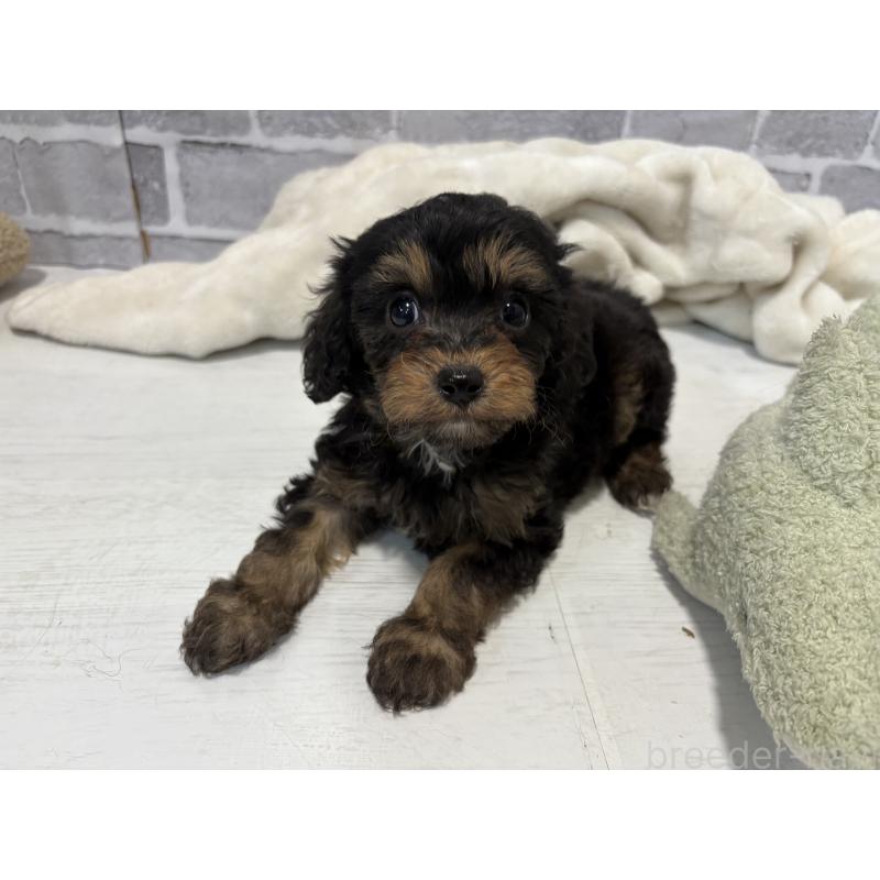 販売中の東京都のキャバプー:キャバリア×トイプードル-434091の3枚目