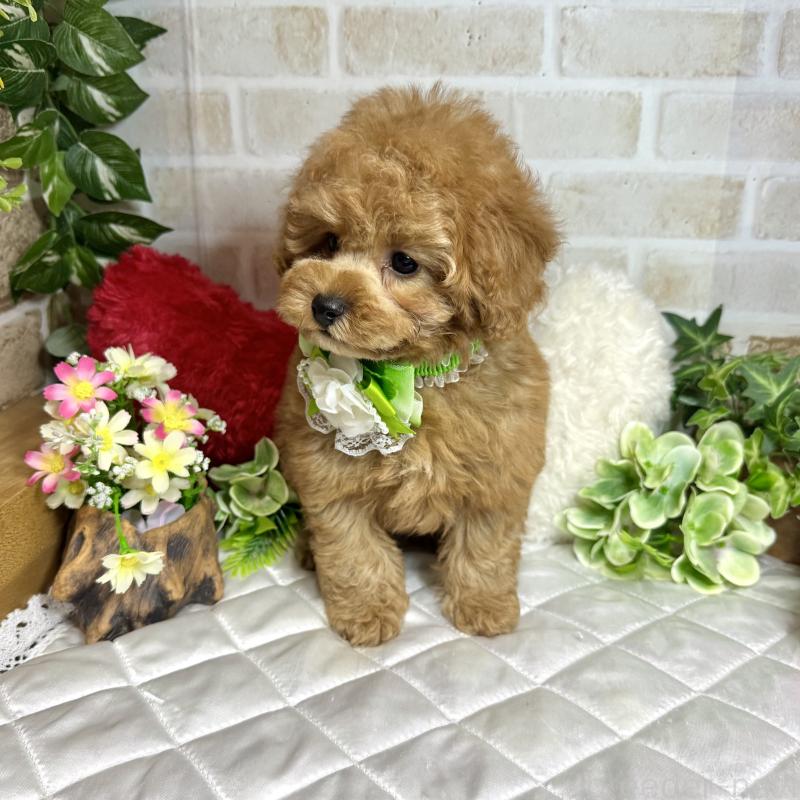 販売中の愛知県のトイプードル-429742の7枚目