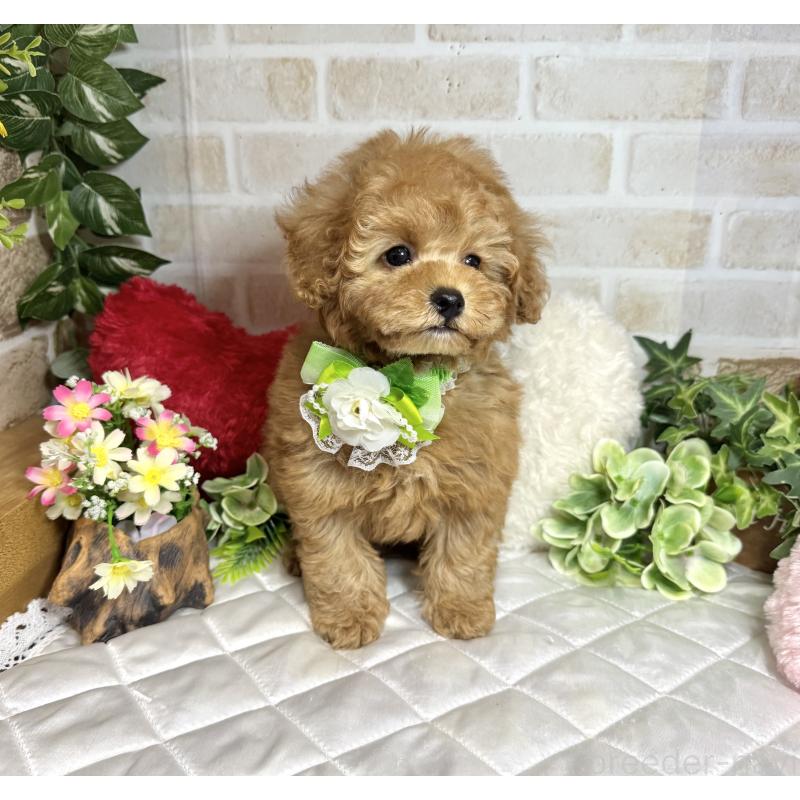 販売中の愛知県のトイプードル-429742の6枚目