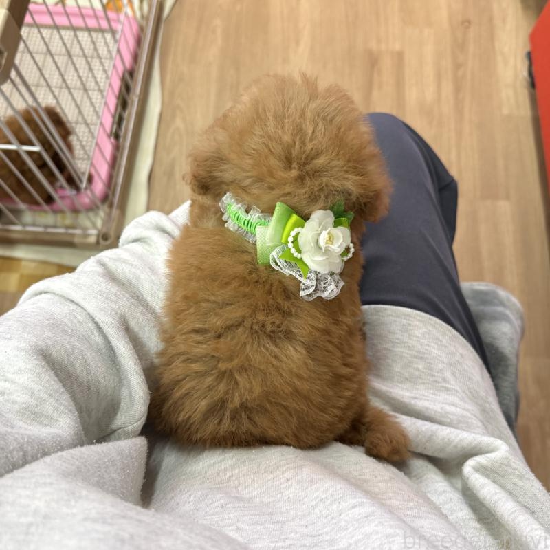 販売中の愛知県のトイプードル-429742の5枚目