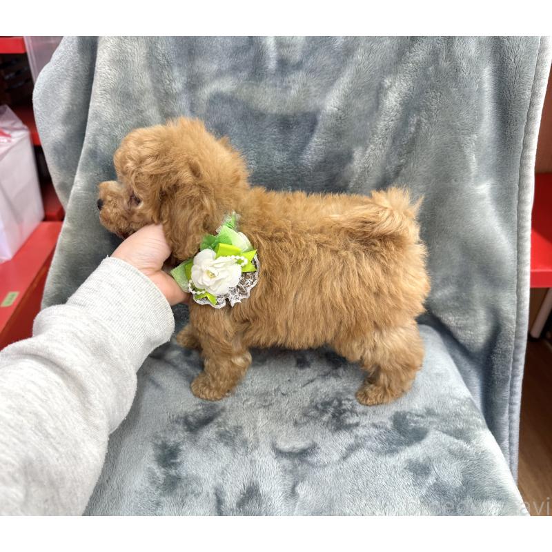 販売中の愛知県のトイプードル-429742の4枚目