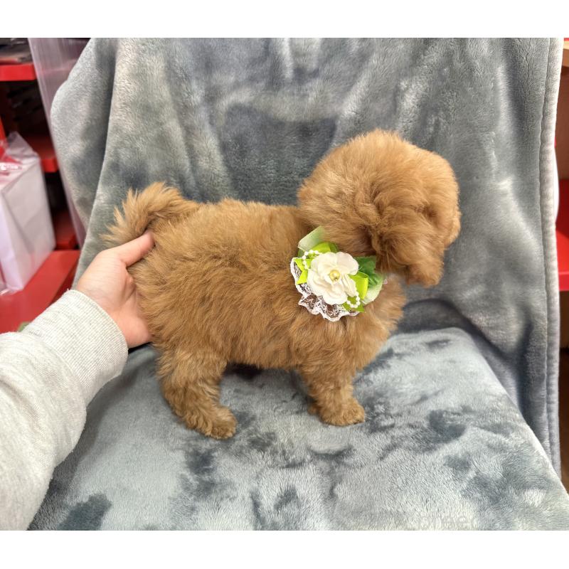 販売中の愛知県のトイプードル-429742の3枚目