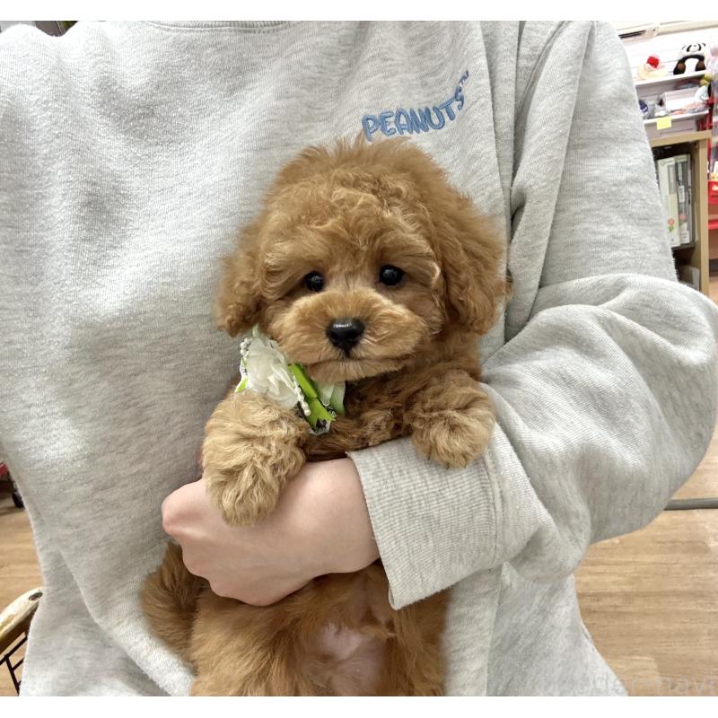 販売中の愛知県のトイプードル-429742の2枚目