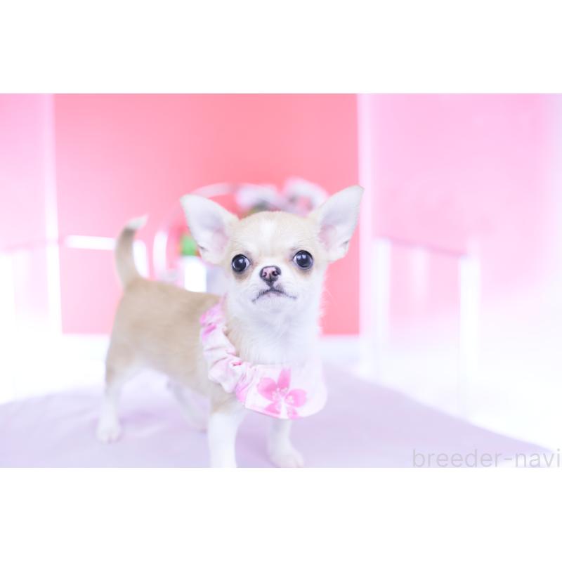 販売中の愛知県のチワワ(スムースコート)-432003の13枚目
