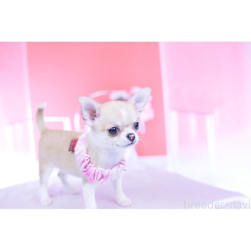 販売中の愛知県のチワワ(スムースコート)-432003の12枚目
