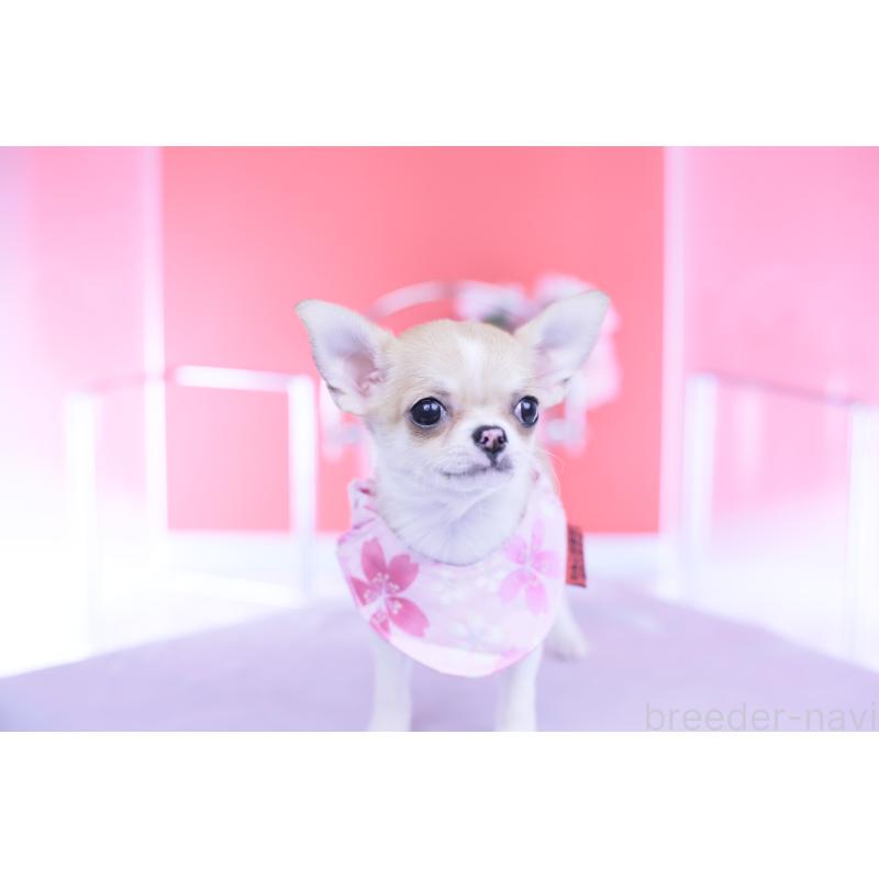 販売中の愛知県のチワワ(スムースコート)-432003の8枚目