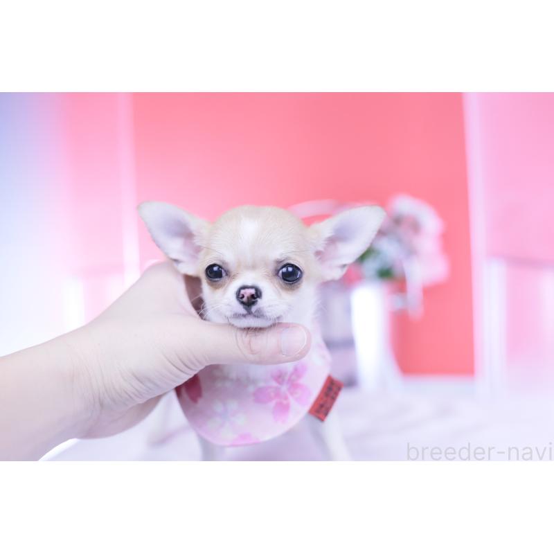 販売中の愛知県のチワワ(スムースコート)-432003の2枚目