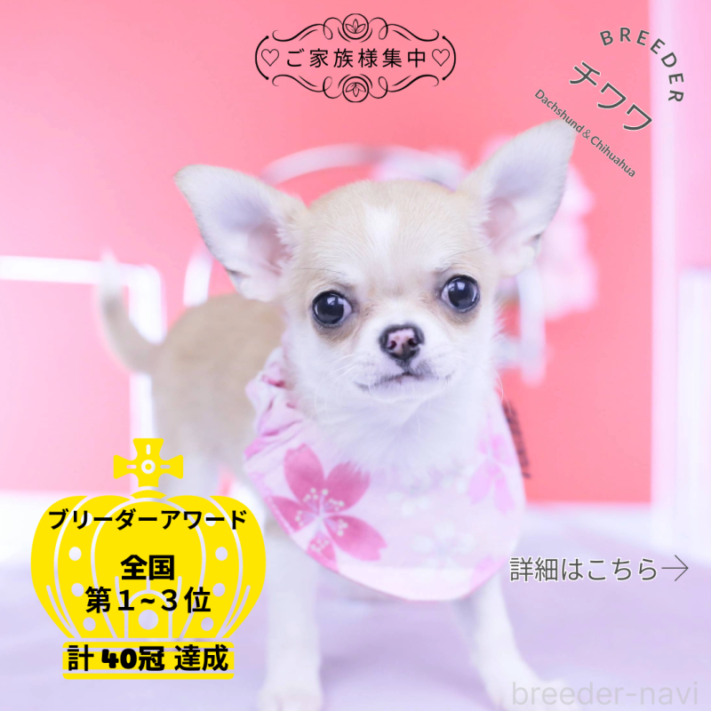 販売中の愛知県のチワワ(スムースコート)-432003