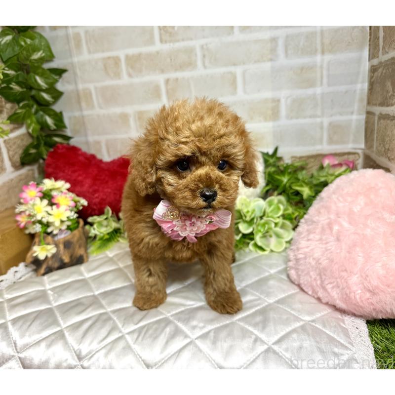 販売中の愛知県のトイプードル-429806の9枚目