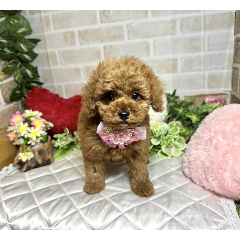 販売中の愛知県のトイプードル-429806の8枚目