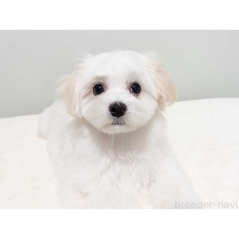 販売中の神奈川県のマルチーズ-420174の4枚目