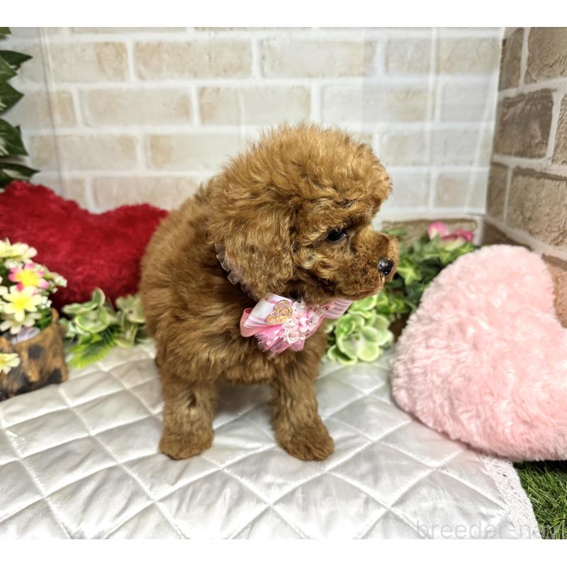 販売中の愛知県のトイプードル-429806の7枚目