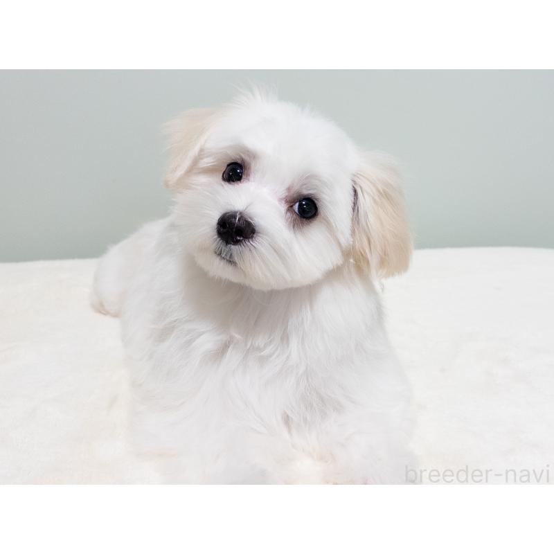 販売中の神奈川県のマルチーズ-420174の3枚目