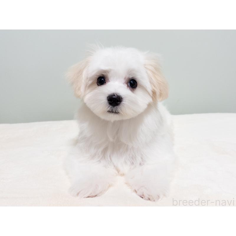 販売中の神奈川県のマルチーズ-420174の2枚目