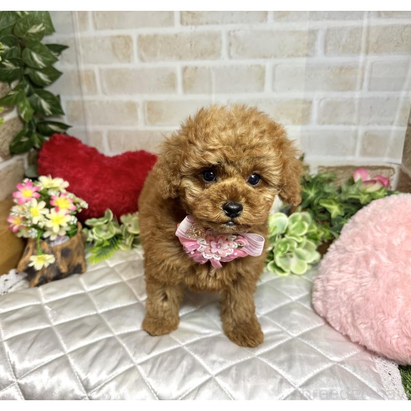 販売中の愛知県のトイプードル-429806の6枚目