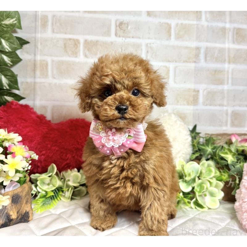 販売中の愛知県のトイプードル-429806の5枚目