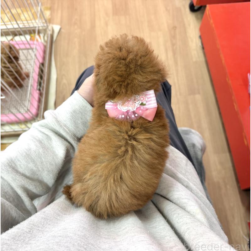 販売中の愛知県のトイプードル-429806の4枚目