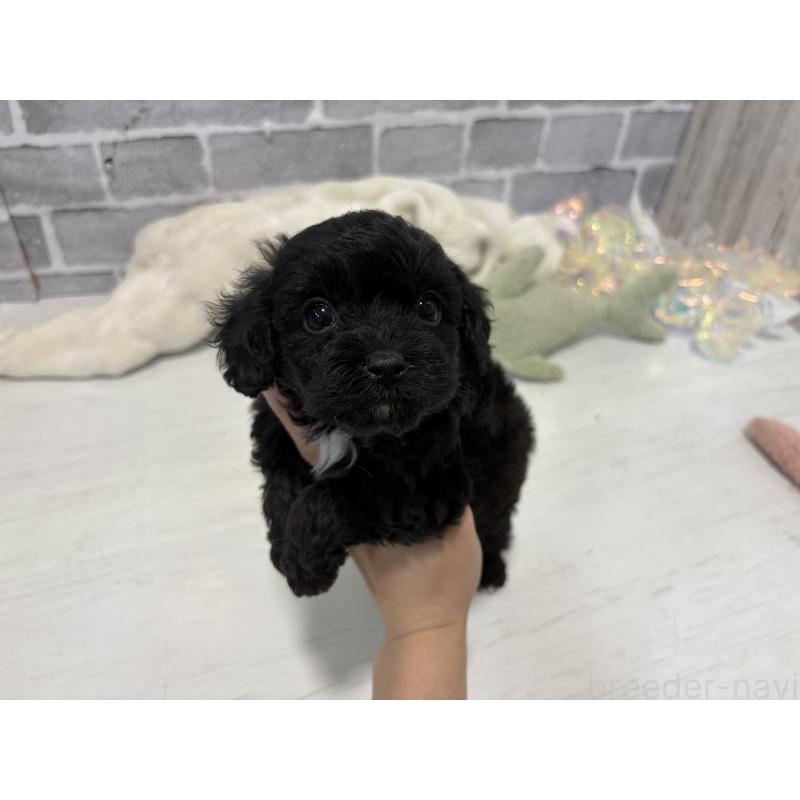 販売中の東京都のキャバプー:キャバリア×トイプードル-434089の12枚目